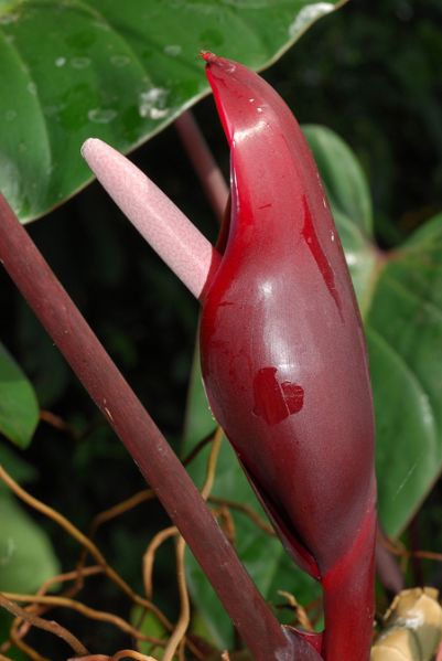 文件:Philoerubescens 05.jpg