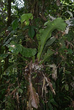 Croat 106054 pictured along Rio Piatua (Napo, Ecuador) Image Copyright © 2015 by David Scherberich
