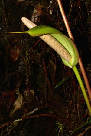 Pictured in Tungurahua, Ecuador Image Copyright © 2015 by David Scherberich