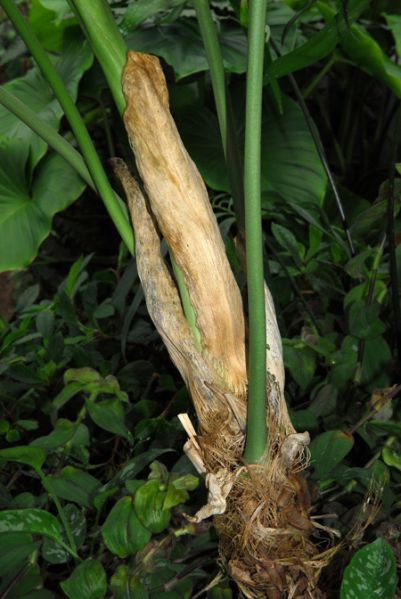 文件:Anthstandleyi130451 03.jpg