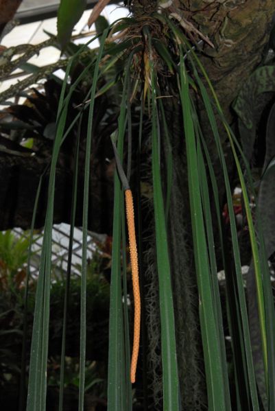 文件:AnthvittariifoliumMTJB 02.jpg