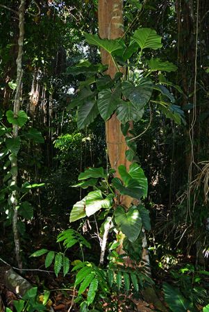 Pictured in Manaus, Amazonas (Brazil) Image Copyright © 2017 by Patrick Blanc