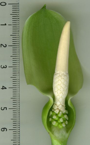 文件:Alocsinuata 04.jpg