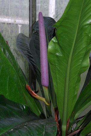 Pictured at the Botanischer Garten Wilhelma (Stuttgart, Germany) Image Copyright © 2013 by David Scherberich