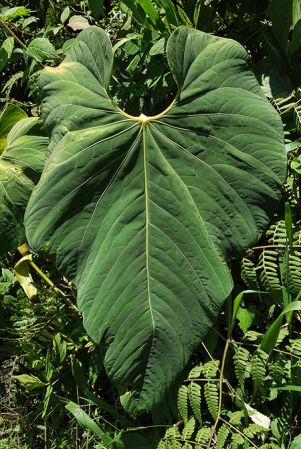 Croat 104539 pictured in Carchi, Ecuador Image Copyright © 2013 by David Scherberich