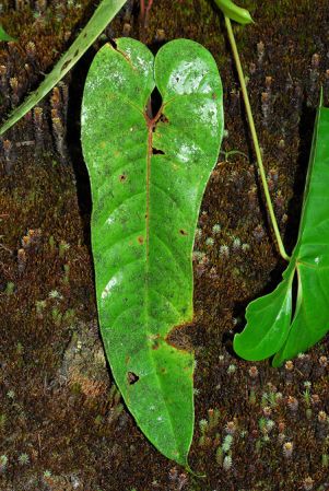 Croat 103786, pictured in Caquetá, Colombia Image Copyright © 2013 by David Scherberich