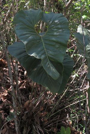 Pictured in Antioquia, Colombia Image Copyright © 2018 by Alistair Hay