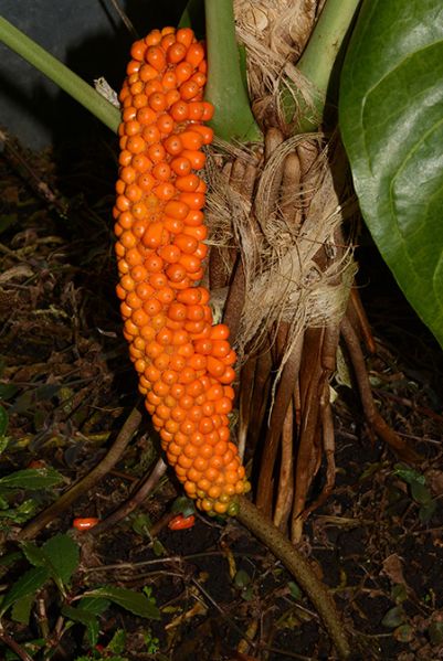 文件:Anthstandleyi130451fr 01.jpg