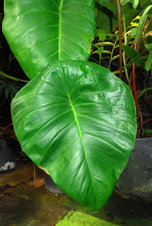 From Ecuador, pictured in the Botanischer Garten der Universitat Göttingen (Germany) Image Copyright © 2011 by David Scherberich