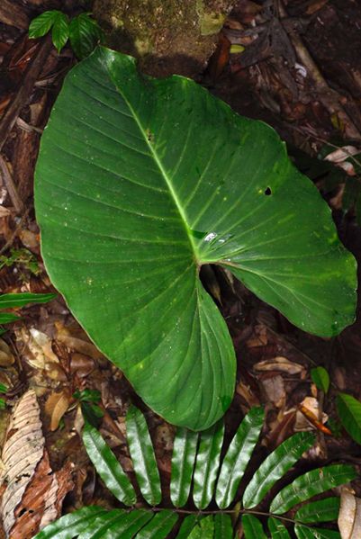 文件:Adelowendlandii 03.jpg
