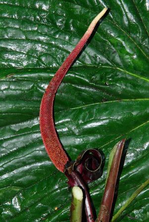 Croat 104、127/566, pictured in Carchi, Ecuador Image Copyright © 2013 by David Scherberich