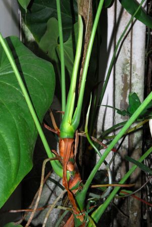 Pictured in the Botanischer Garten der Universitat Göttingen (Germany) Image Copyright © 2011 by David Scherberich