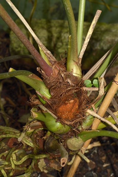 文件:AnthjureianumE 02.jpg