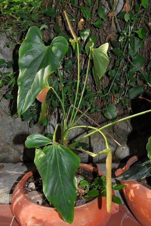 Pictured at the Jardín Botánico San Jorge (Ibagué, Colombia) Image Copyright © 2013 by David Scherberich