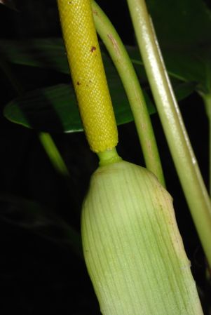 Pictured at the Jardin Botanique de Lyon (France) Image Copyright © 2013 by David Scherberich