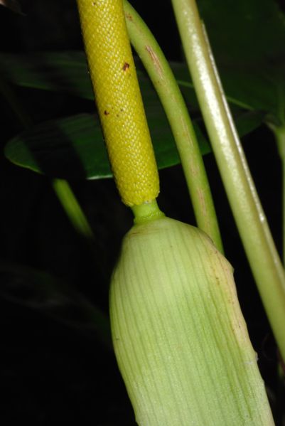 文件:Anthsignatum070054 04.jpg