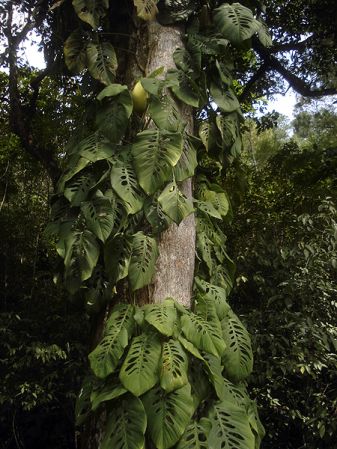 Pictured in Guatemala Image Copyright © 2009 by Fred Muller