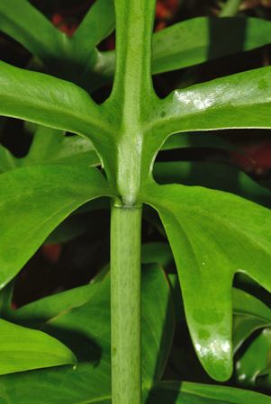 Pictured in the Botanischer Garten München (Germany) Image Copyright © 2016 by David Scherberich