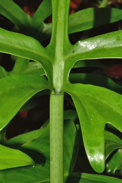 文件:PhilodistantilobumM 04.jpg