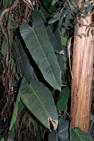 From Costa Rica, pictured in the Botanischer Garten der Philipps-Universität Marburg (Germany) Image Copyright © 2011 by David Scherberich