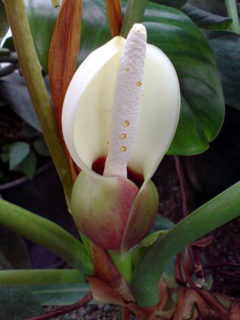 From Venezuela, pictured at the Jardin Botanique de Lyon (France) Image Copyright © 2007 by David Scherberich