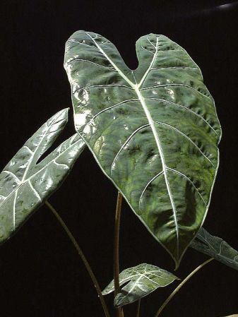 Pictured at the Jardin Botanique du Montet (Nancy, France) Image Copyright © 2003 by David Scherberich