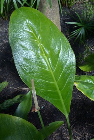 Bleher 150, pictured in Royal Botanic Gardens, Kew Image Copyright © 2015 by David Scherberich