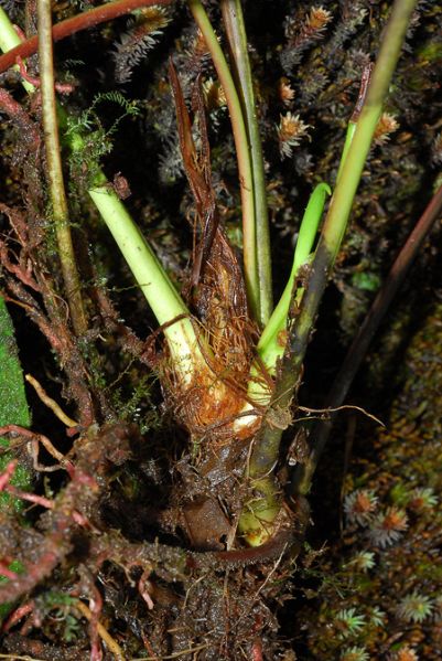 文件:AnthoxybeliumCroat 03.jpg