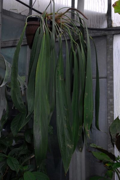 文件:Anthpendens 01.jpg