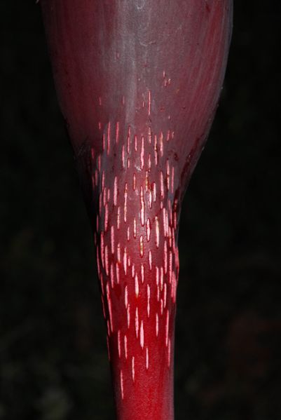 文件:Philogeniculatum 12.jpg