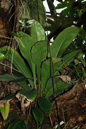 Pictured at the Jardin Botanique du Montet (Nancy, France) Image Copyright © 2013 by David Scherberich