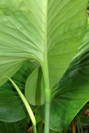 Pictured in the Botanischer Garten der Universitat Göttingen (Germany) Image Copyright © 2011 by David Scherberich