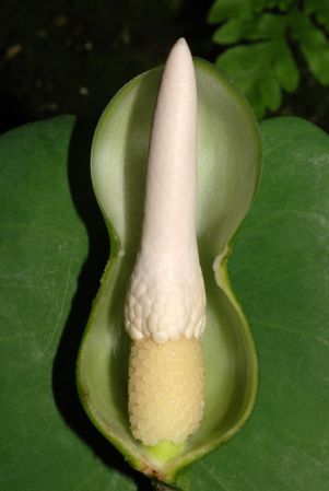 Croat 93670 from Lumbaqui, Sucumbíos/Ecuador Pictured at the Jardin Botanique de Lyon (France) Image Copyright © 2014 by David Scherberich