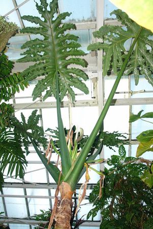 Pictured in the Botanischer Garten München (Germany) Image Copyright © 2011 by Lars Nauheimer