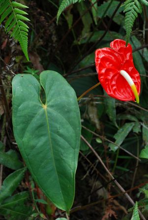 Pictured in Carchi, Ecuador Image Copyright © 2013 by David Scherberich