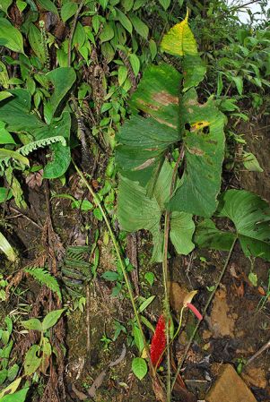 Croat 104604 pictured in Carchi, Ecuador Image Copyright © 2013 by David Scherberich