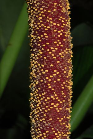 Croat 95682 from Pichincha, Ecuador Pictured at the Jardin Botanique du Montet (Nancy, France) Image Copyright © 2014 by David Scherberich