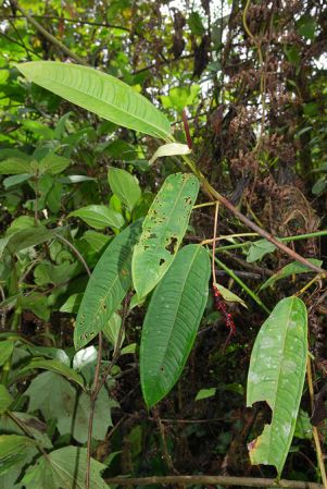 Croat 104219, pictured in Carchi, Ecuador Image Copyright © 2013 by David Scherberich