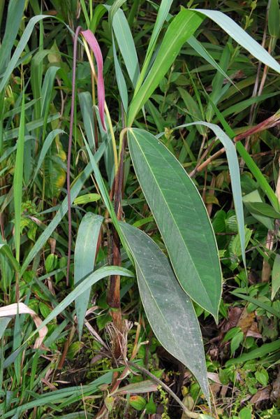 文件:AnthpendulispadixCroat 03.jpg