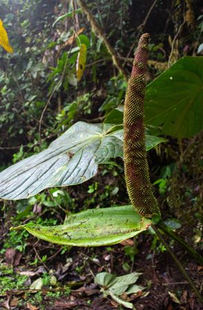 Pictured in Pacto - Pichincha Province Image Copyright © 2024 by María Eugenia Sulen