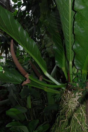 Pictured in the Botanischer Garten der Universitat Göttingen (Germany) Image Copyright © 2011 by David Scherberich