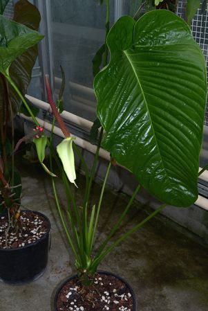 Pictured in Royal Botanic Gardens, Kew Image Copyright © 2015 by David Scherberich