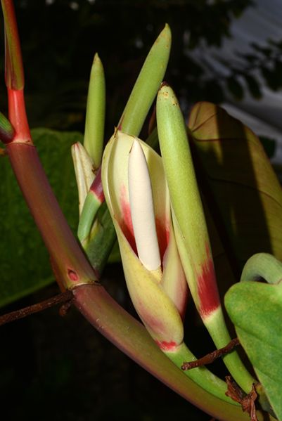 文件:Philobicolor 06.jpg