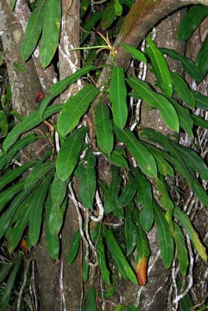 Croat 104020 pictured in Carchi, Ecuador Image Copyright © 2013 by David Scherberich