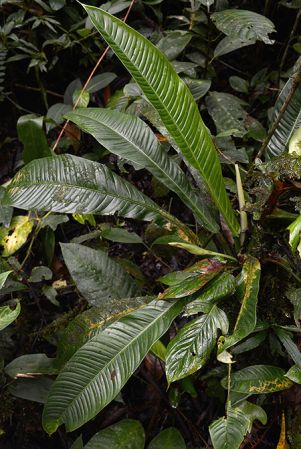 Pictured near Shell (Pastaza, Equador) Image Copyright © 2015 by David Scherberich