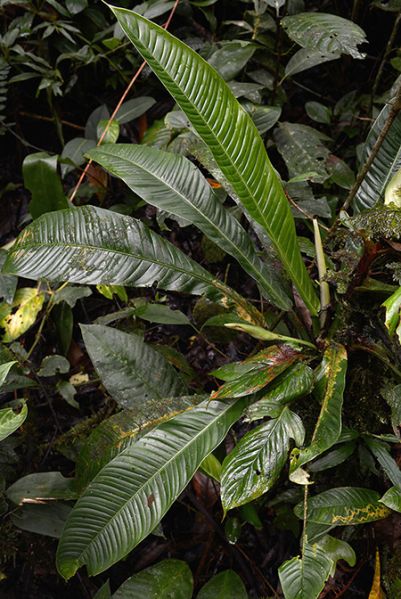 文件:Philocampii 01.jpg