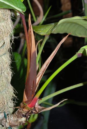 Pictured at the Jardin Botanique de Lyon (France) Image Copyright © 2011 by David Scherberich