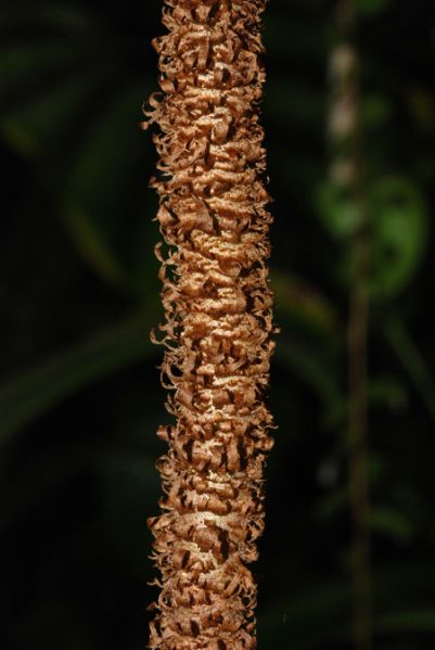 文件:PhilogigasBD 06.jpg