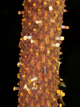 Pictured in Cosanga - Napo Province Image Copyright © 2024 by Ricardo Zambrano