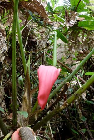 Pictured in Valle del Cauca, Colombia Image Copyright © 2015 by Bruce Dunstan